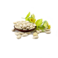 Types of white kidney beans Long Shape Crop 2017